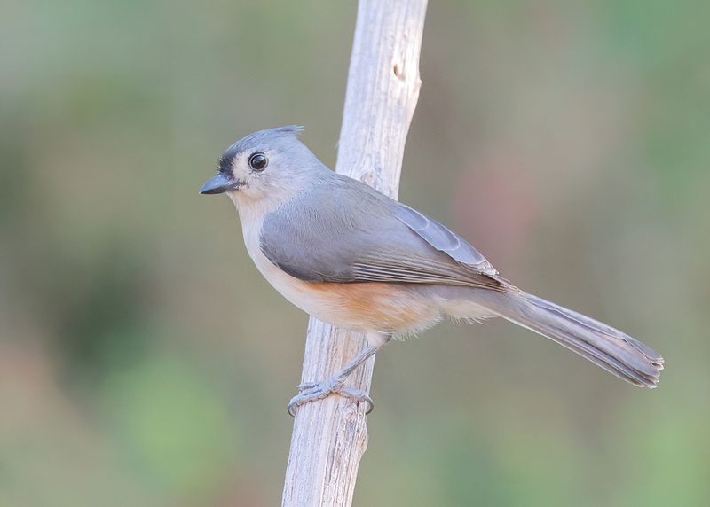 Tufted Titmouse, Rogers Co yard, OK, 9-21-2024-2024_8206aDl.jpg