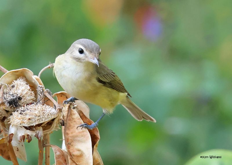 Warbling Vireo, Rogers Co yard, OK, 9-22-2024_8386a.jpg