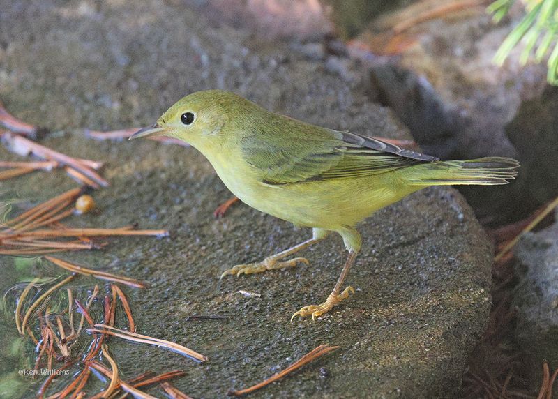 Yellow Warbler female, Rogers Co yard, OK, 9-17-2024_6651a.jpg