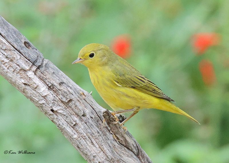 Yellow Warbler, Rogers Co yard, OK, 9-22-2024_8476a.jpg