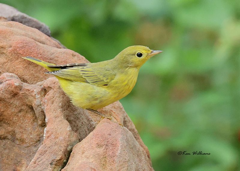 Yellow Warbler, Rogers Co yard, OK, 9-22-2024_8484a.jpg