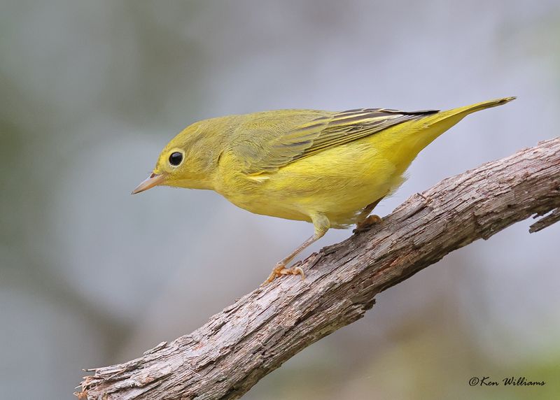 Yellow Warbler, Rogers Co yard, OK, 9-22-2024_8501z.jpg