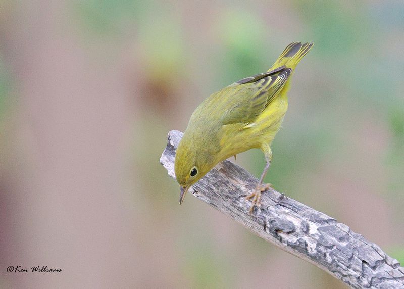 : Yellow Warbler :