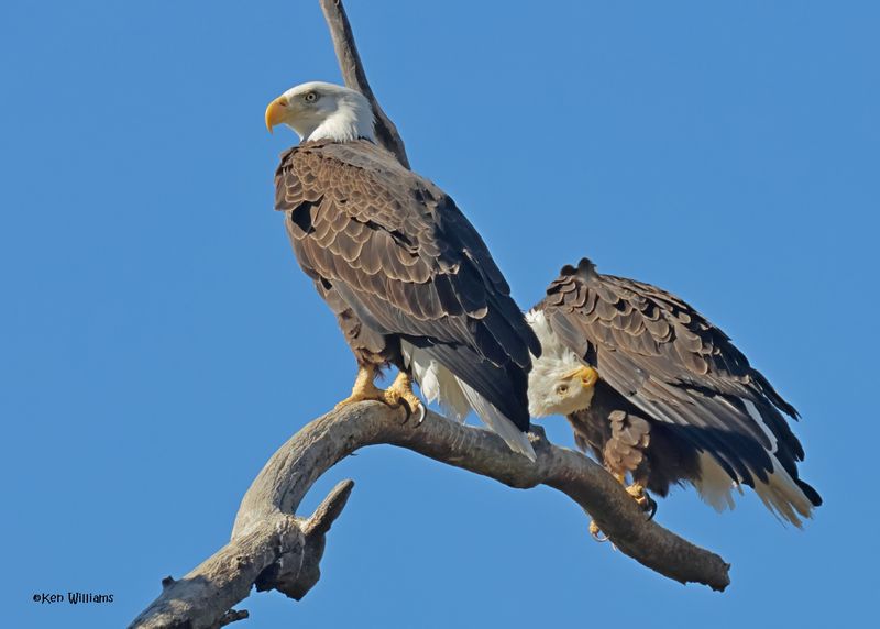 Bald Eagle adult, Fort Gibson dam, OK, 11-15-2024_4306zDLp.jpg