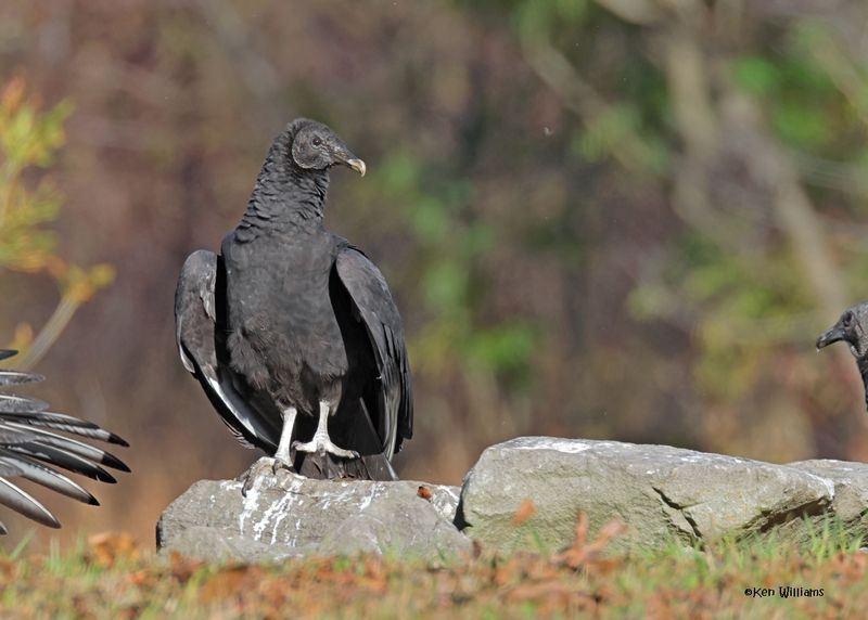 Black Vulture juvenile, Fort Gibson dam, OK, 11-15-2024_3749zDL.jpg