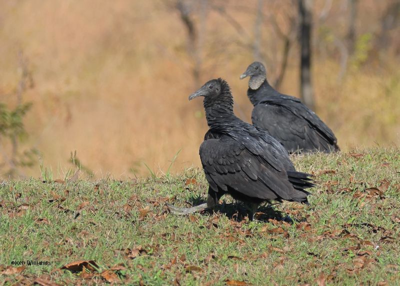 Black Vulture juvenile, Fort Gibson dam, OK, 11-15-2024_3982zDL.jpg