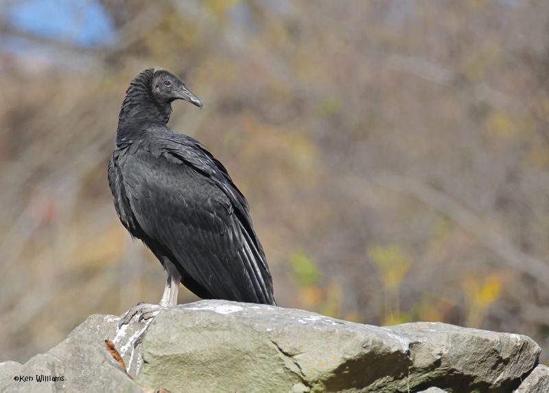 Black Vulture juvenile, Fort Gibson dam, OK, 11-15-2024_4095zDL.jpg