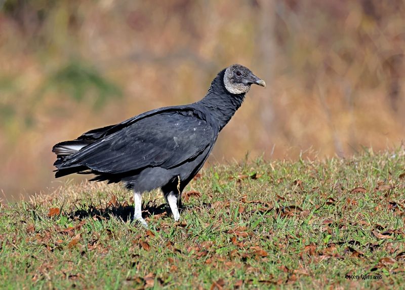 Black Vulture, Fort Gibson dam, OK, 11-15-2024_3799zDL.jpg