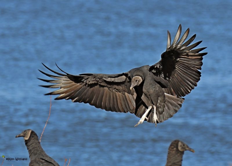 Black Vulture, Fort Gibson dam, OK, 11-15-2024_3948zDL.jpg