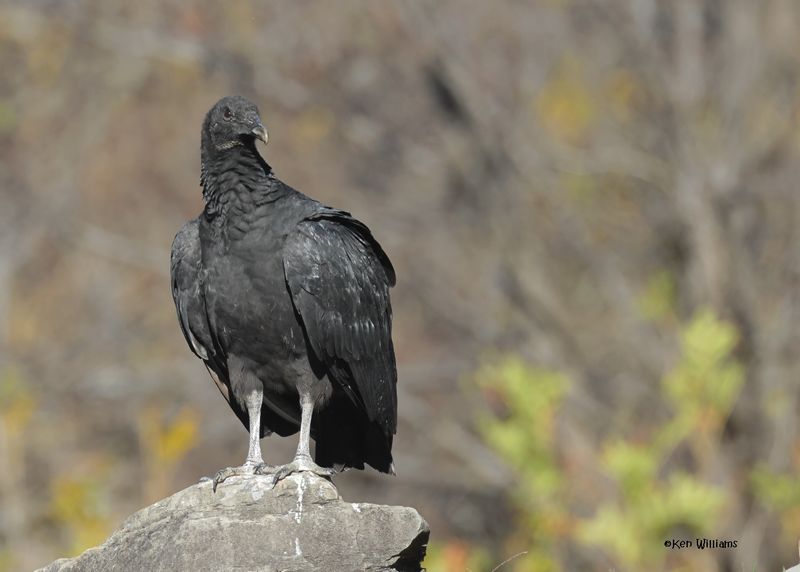 Black Vulture, Fort Gibson dam, OK, 11-15-2024_3991zDL.jpg