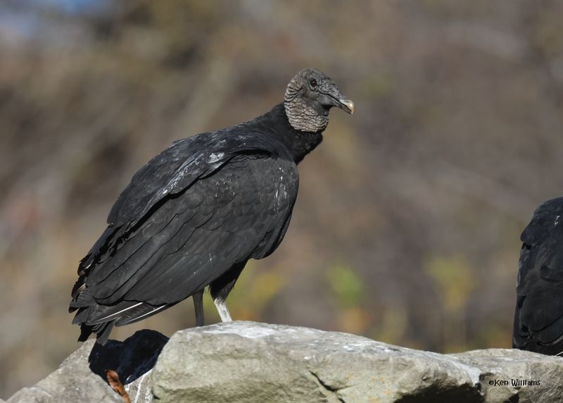 Black Vulture, Fort Gibson dam, OK, 11-15-2024_4061zDZ.jpg