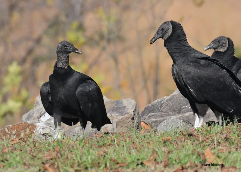 Black Vulture, Fort Gibson dam, OK, 11-15-2024_4116zDL.jpg