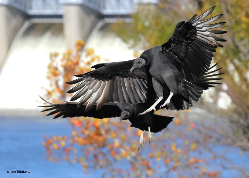 Black Vulture, Fort Gibson dam, OK, 11-15-2024_4186zDL.jpg