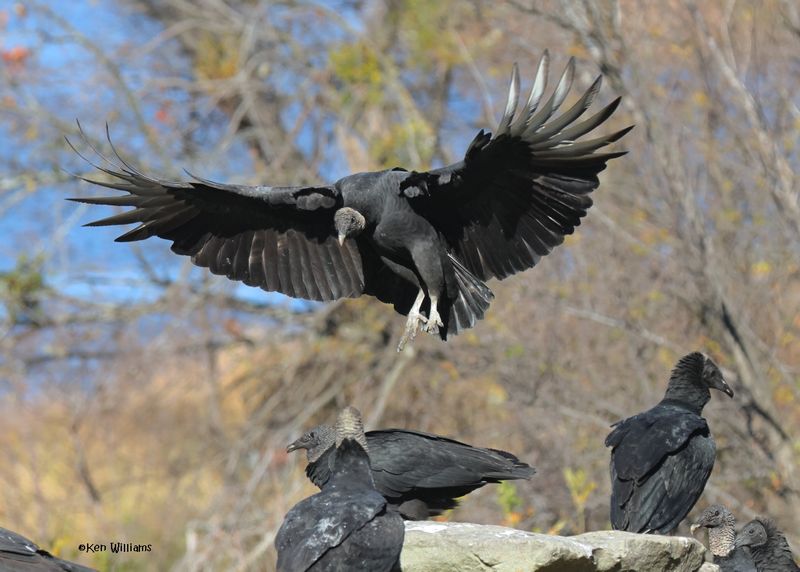 Black Vulture, Fort Gibson dam, OK, 11-15-2024_4198zDL.jpg