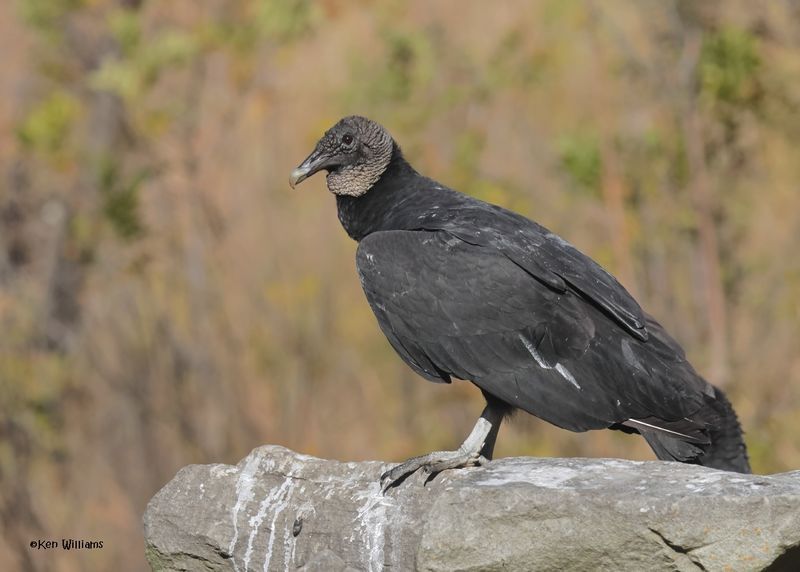 Black Vultures