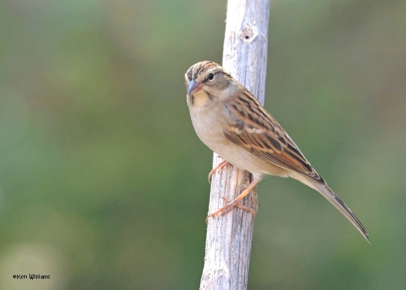 Chipping Sparrow immature, Rogers Co, yard, OK, 10-23-2024_3385zDL.jpg