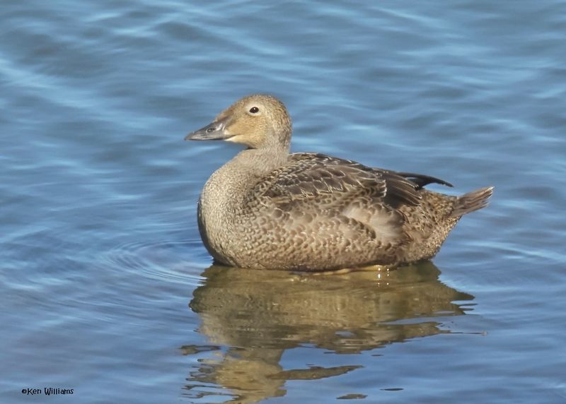 King Eider female, Canton Lake, OK, 11-14-2024_3521zDL.jpg