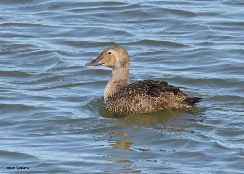 King Eider female, Canton Lake, OK, 11-14-2024_3541zDL.jpg
