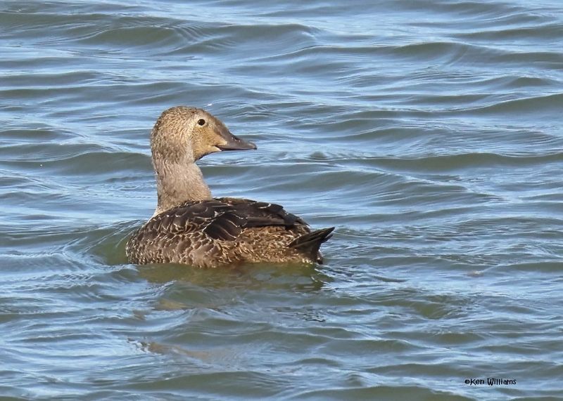 King Eider female, Canton Lake, OK, 11-14-2024_3557zDL.jpg