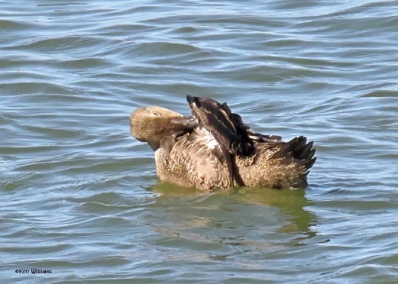 Ducks