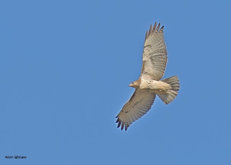 Red-tailed Hawk juvenile, Fort Gibson dam, OK, 11-15-2024_3969zDL.jpg