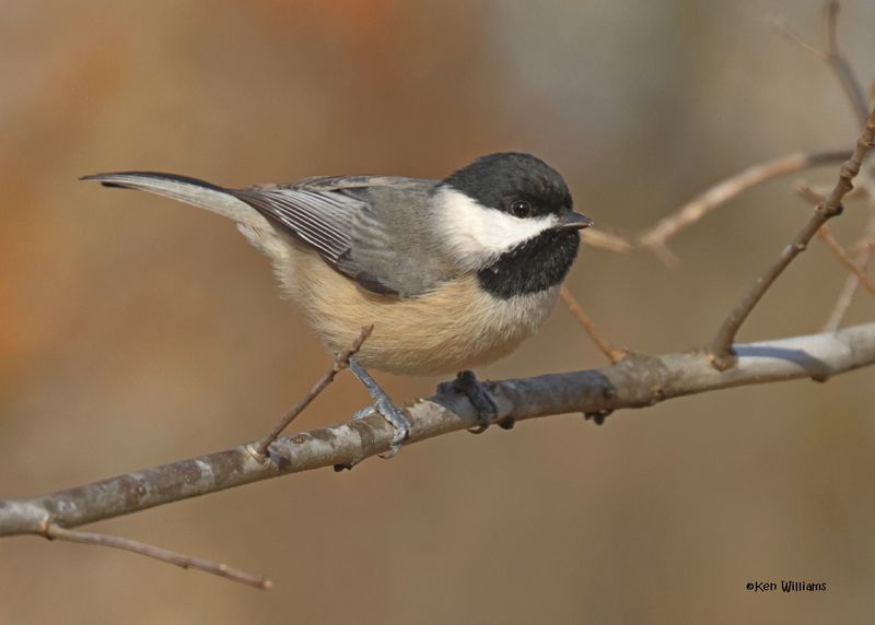 Carolina Chickadee