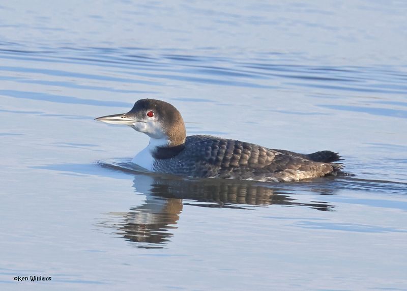 Common Loon, Pawnee Co, OK 12-4-2024_4948zDn.jpg