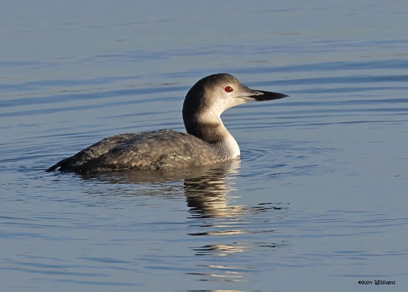 Common Loon, Pawnee Co, OK 12-4-2024_4968zDn.jpg