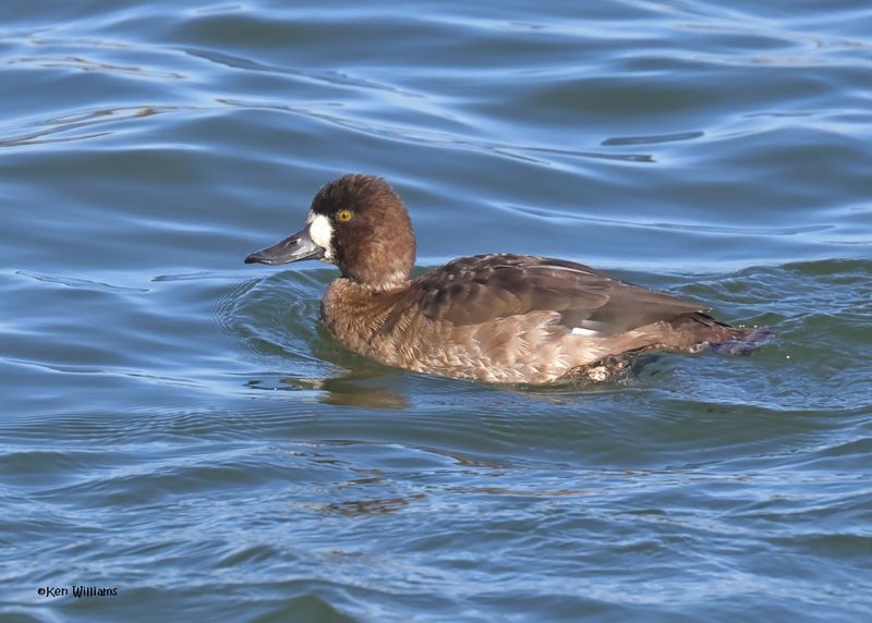 Lesser Scaup female, Kay Co, OK 12-4-2024_5156z.jpg