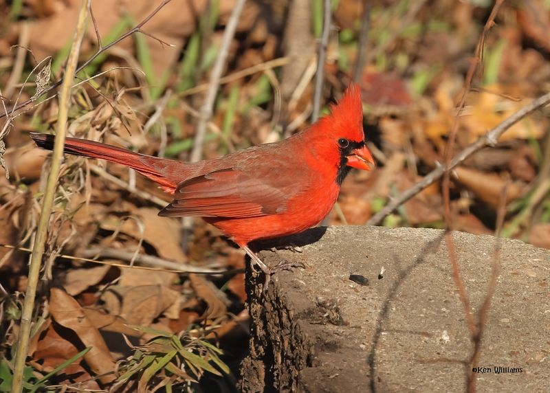 Northern Cardinal male, Nowata Co, OK, 11-29-2024_4446z2Dn.jpg