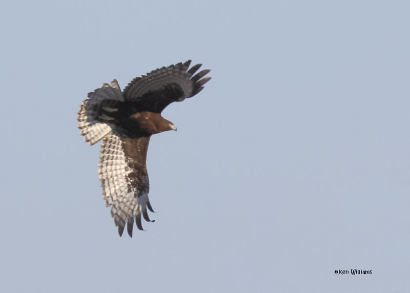 Red-tailed Hawk - Harlans dark adult, Pawnee Co, OK 12-4-2024_5076z.jpg