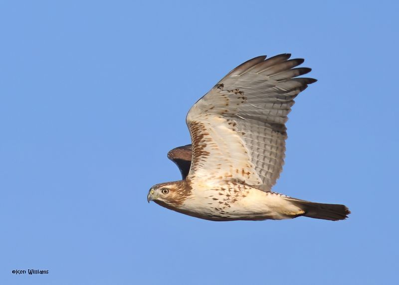 Red-tailed Hawk juvenile, Pawnee Co, OK 12-4-2024_5089zDn.jpg