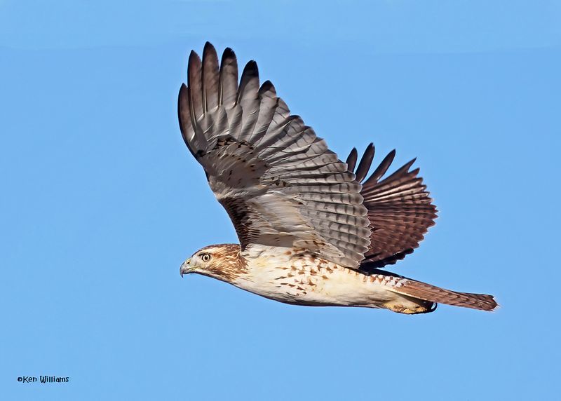 Red-tailed Hawk juvenile, Pawnee Co, OK 12-4-2024_5116pzDn.jpg