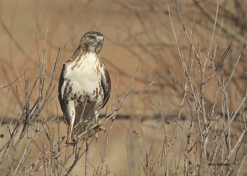 Red-tailed Hawk juvenile, Pawnee Co, OK 12-4-2024_5128zDn.jpg