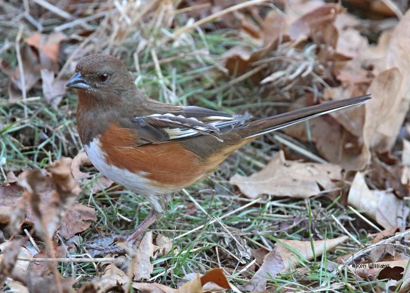 Spotted Towhee female, Nowata Co, OK, 11-30-2024_4868z.jpg