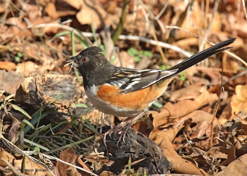 Spotted Towhee male, Nowata Co, OK, 11-30-2024_4701zDn.jpg