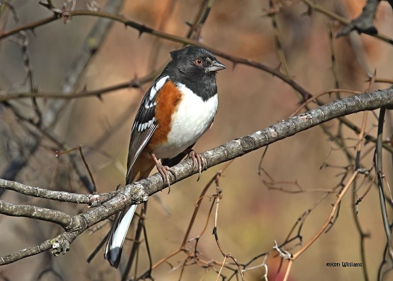 Spotted Towhee male, Nowata Co, OK, 11-30-2024_4771zDn.jpg
