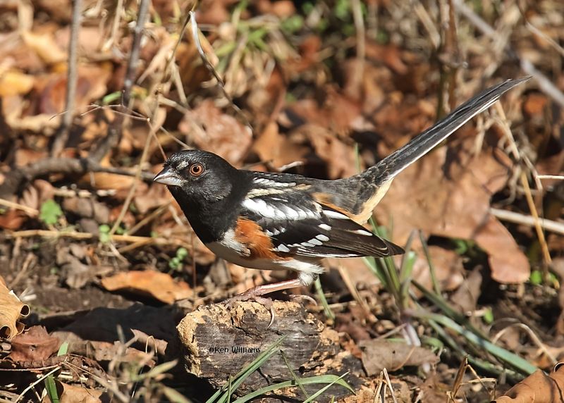 Spotted Towhee male, Nowata Co, OK, 11-30-2024_4833zDn.jpg