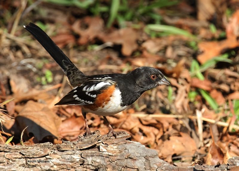 Spotted Towhee male, Nowata Co, OK, 11-30-2024_4894zDn.jpg