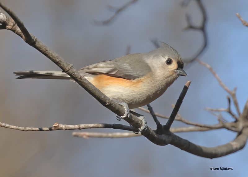 Tufted Titmouse, Nowata Co, OK, 11-29-2024_4564z2Dn.jpg