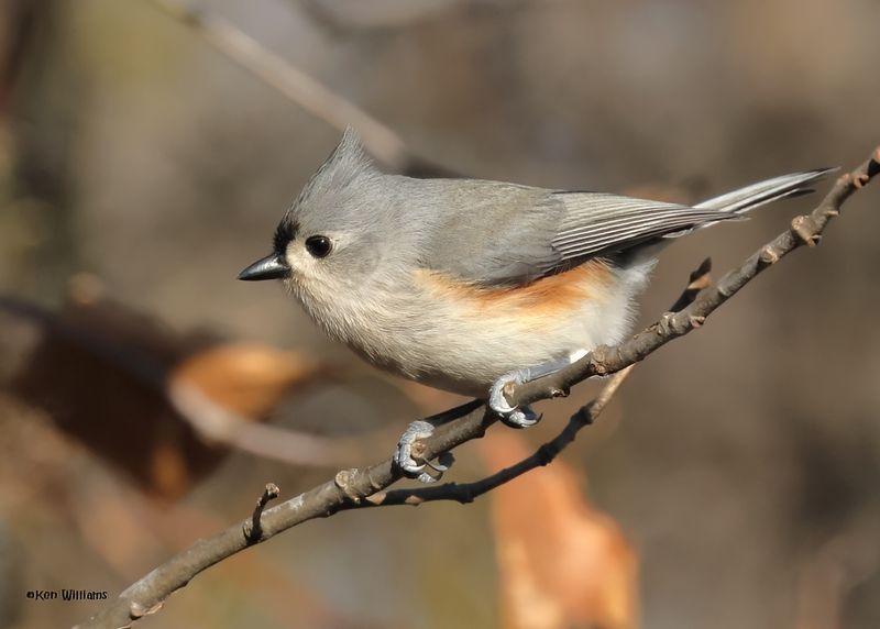 Tufted Titmouse, Nowata Co, OK, 11-29-2024_4615z2Dn.jpg