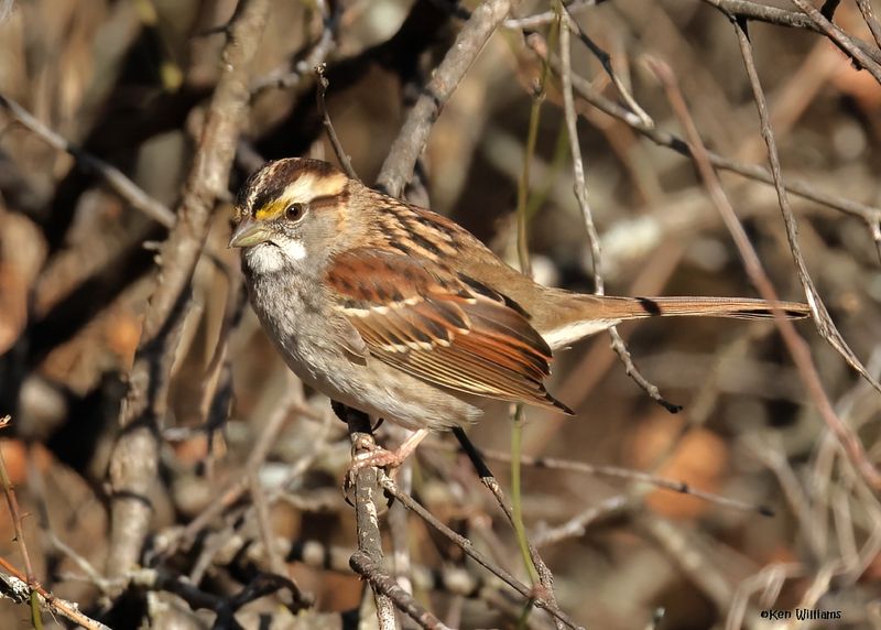 White-throated Sparrow, Nowata Co, OK, 11-29-2024_4454z2Dn.jpg