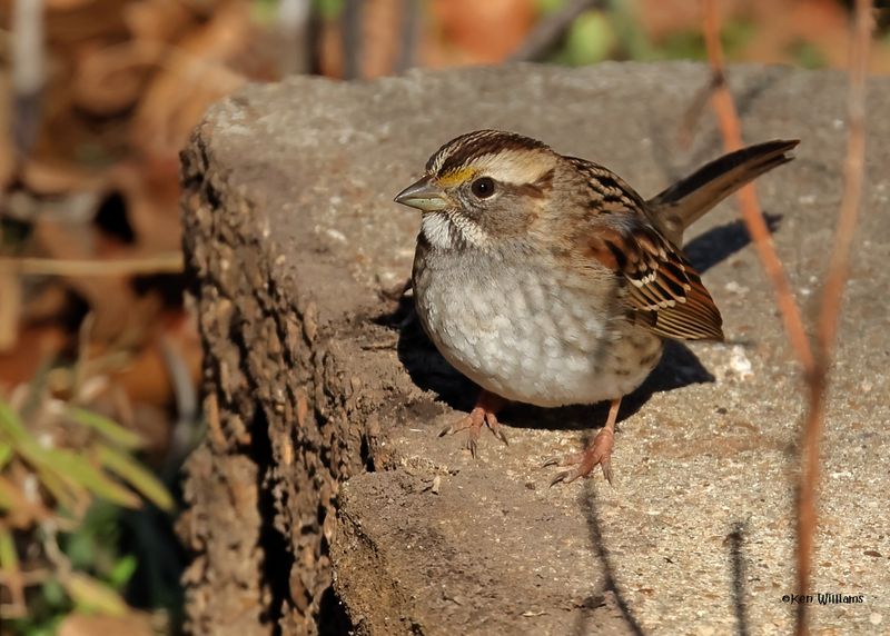 White-throated Sparrow, Nowata Co, OK, 11-29-2024_4518z2Dn.jpg