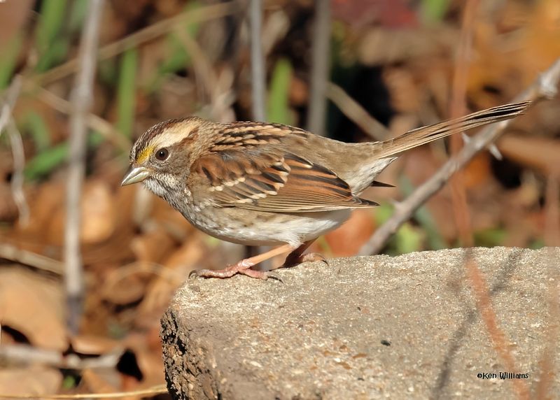 White-throated Sparrow, Nowata Co, OK, 11-29-2024_4542z2Dn.jpg