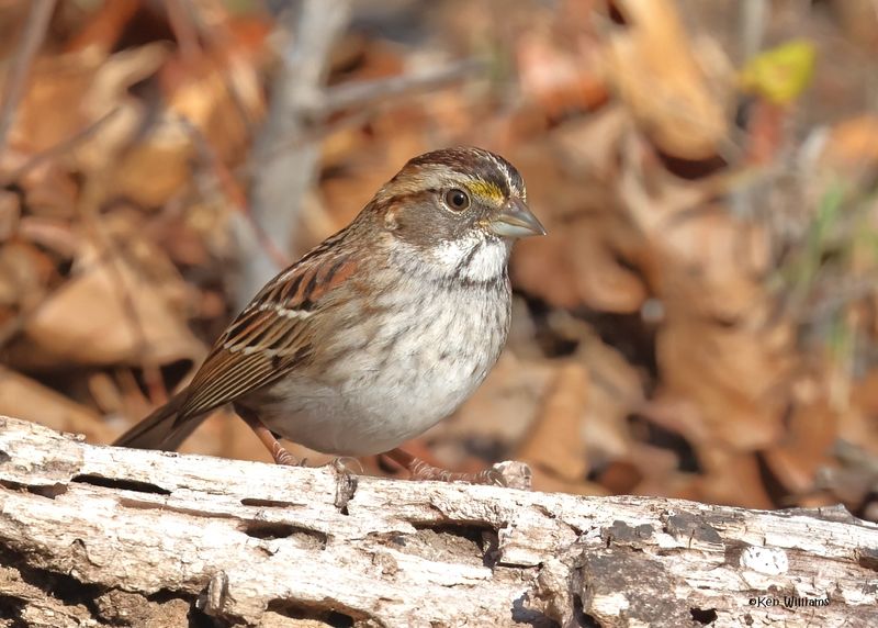 White-throated Sparrow, Nowata Co, OK, 11-30-2024_4755z2Dn.jpg