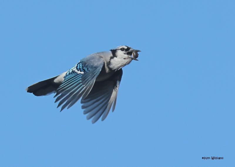 Blue Jay, Sequoyah Co, OK, 12-11-2024_5343z.jpg