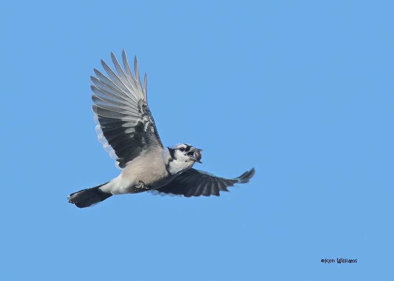 Blue Jay, Sequoyah Co, OK, 12-11-2024_5348z.jpg