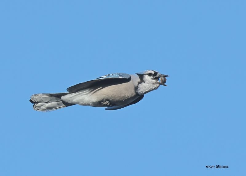 Blue Jay, Sequoyah Co, OK, 12-11-2024_5352z.jpg