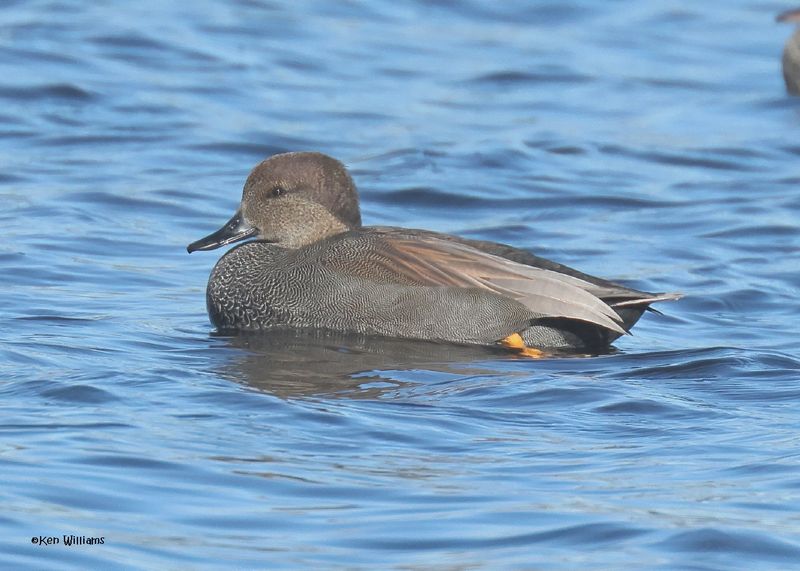 Gadwall male, Sequoyah Co, OK, 12-11-2024_5576z.jpg