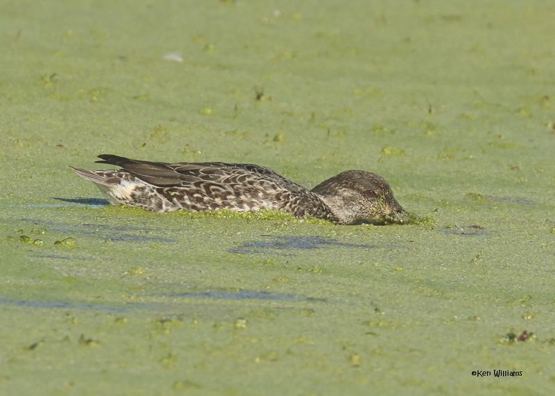 Green-winged Teal female, Sequoyah Co, OK, 12-11-2024_5560z.jpg